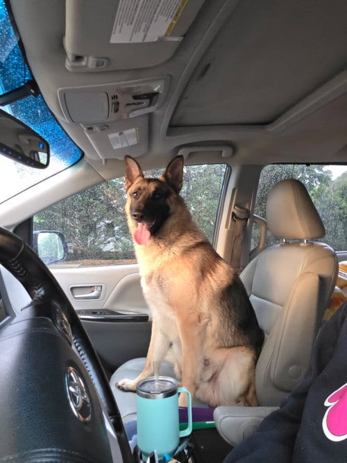 Photo of Finley, adoptable German Shepherd Dog in Thomasville, North Carolina