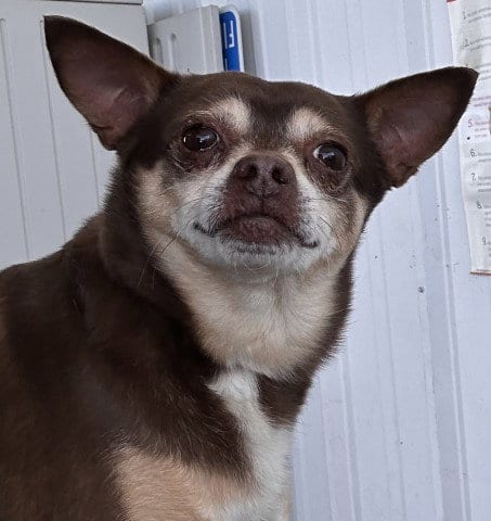 Photo of Beto, adoptable Chihuahua in Bakersfield, California