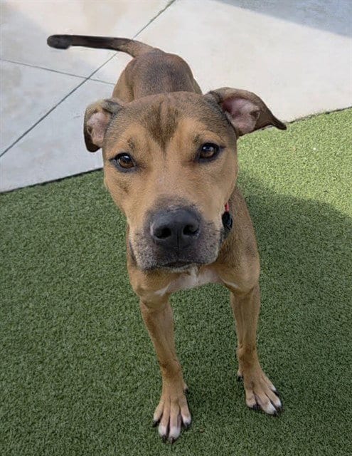 Photo of Boss, adoptable Plott Hound in Fort Lauderdale, Florida
