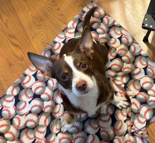 Photo of Blade, adoptable Chihuahua in Osteen, Florida