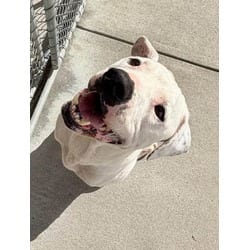 Photo of Coco, adoptable Labrador Retriever in Washington, North Carolina