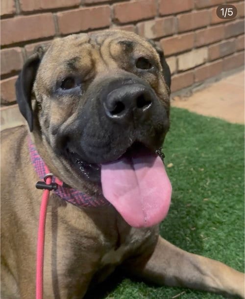 Photo of Charlotte 2, adoptable Mastiff in Goodyear, Arizona