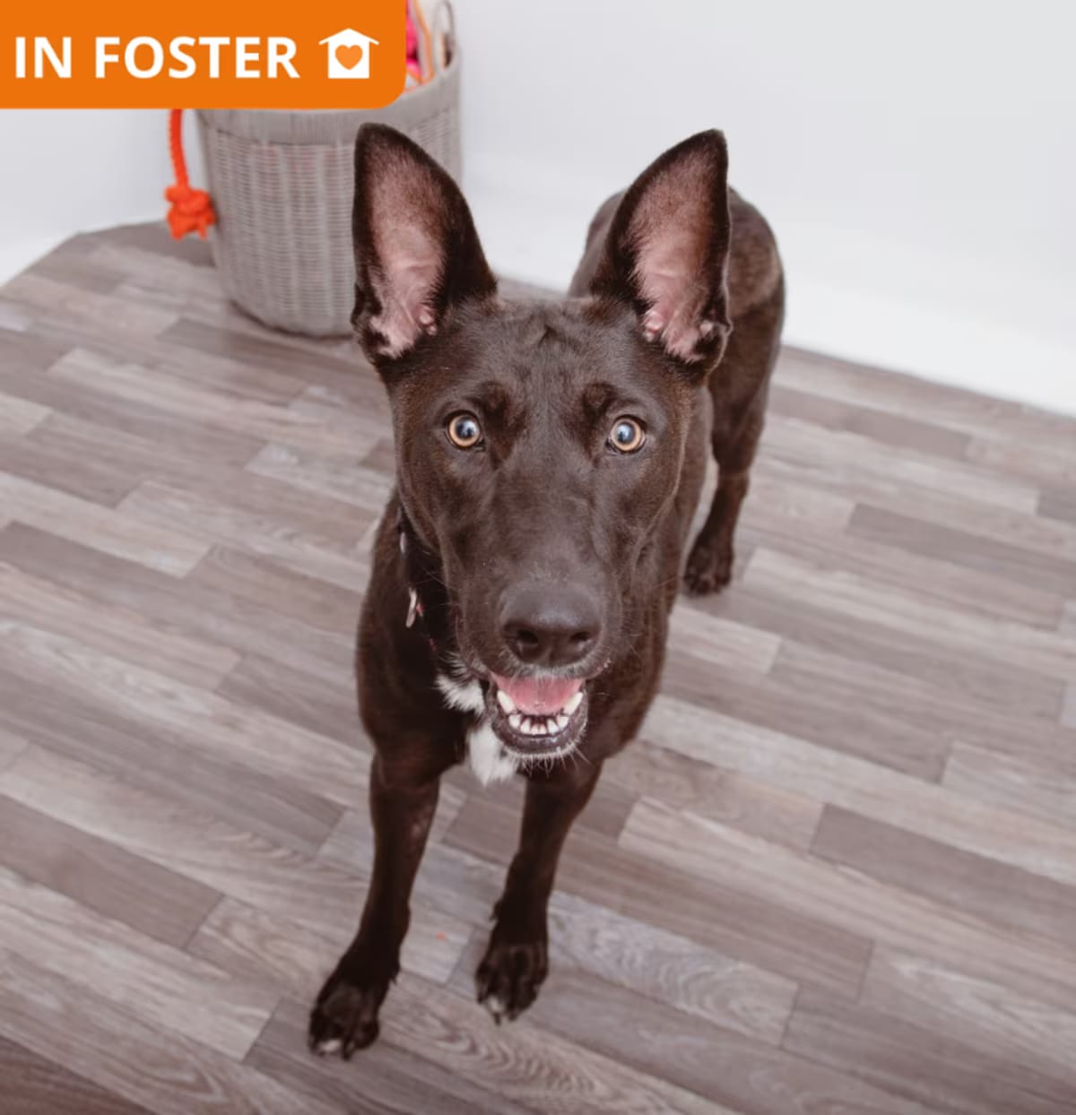 Photo of Maui, adoptable American Pit Bull Terrier/Mixed Breed (Medium) in Los Angeles, California