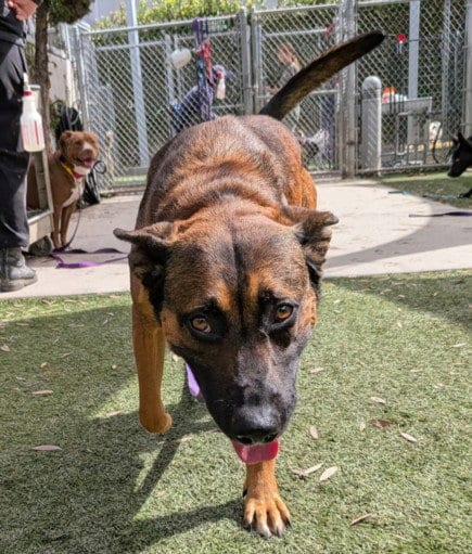 Photo of Kenelo, adoptable Belgian Shepherd Malinois in Los Angeles, California
