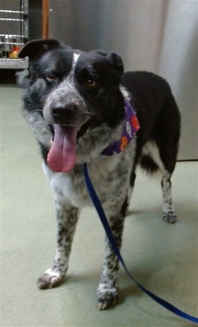Photo of Flurry, adoptable Australian Shepherd in San Bernardino, California