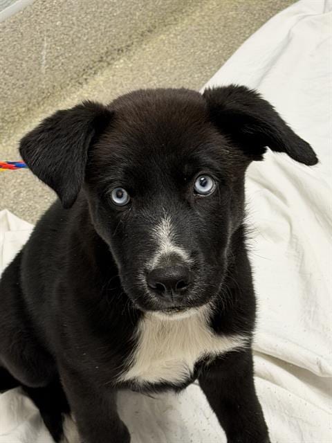 Photo of Charming, adoptable German Shepherd Dog in Las Vegas, Nevada