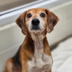 Photo of St Helens, adoptable Hound (Unknown Type) in Chatham, Virginia