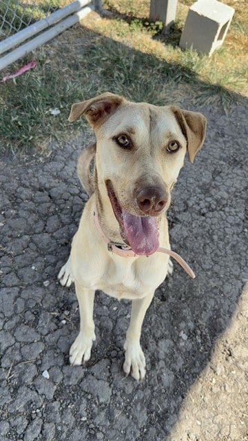 Photo of Monarch, adoptable Black Mouth Cur in Corpus Christi, Texas