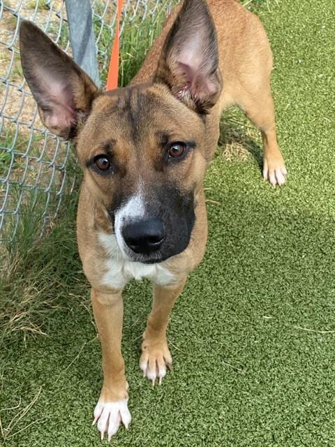 Photo of Wanda, adoptable German Shepherd Dog in Fayetteville, North Carolina
