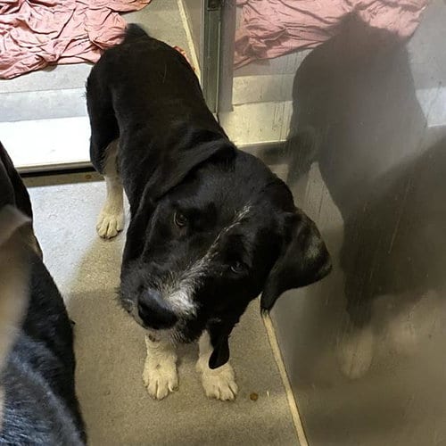 Photo of Bubbles, adoptable Jack Russell Terrier (Parson Russell Terrier) in Modesto, California