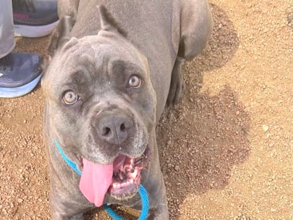 Photo of Princess, adoptable dog in Georgetown, Texas