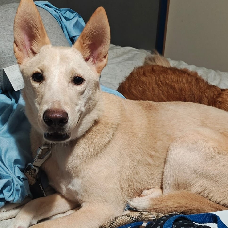 Photo of Trail Mix, adoptable Husky / Retriever, Labrador in Houston, Texas