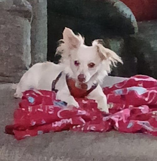 Photo of Sugar, adoptable Chihuahua in San Francisco, California