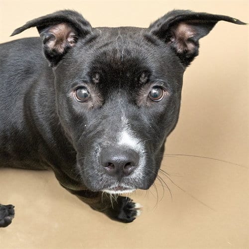 Photo of Scorpius, adoptable Pit Bull Terrier in St Louis, Missouri