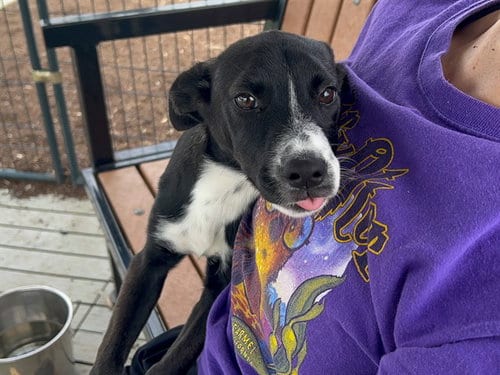 Photo of Suzanne, adoptable Pit Bull Terrier in Orange, California