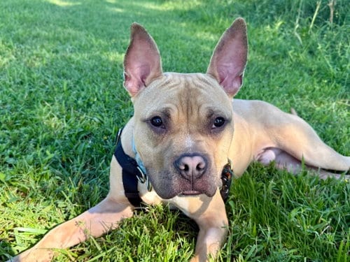 Photo of Angelo, adoptable American Pit Bull Terrier in Sayreville, NJ, New Jersey