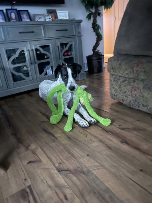 Photo of Ruby, adoptable Great Dane in Salt Lake City, Utah