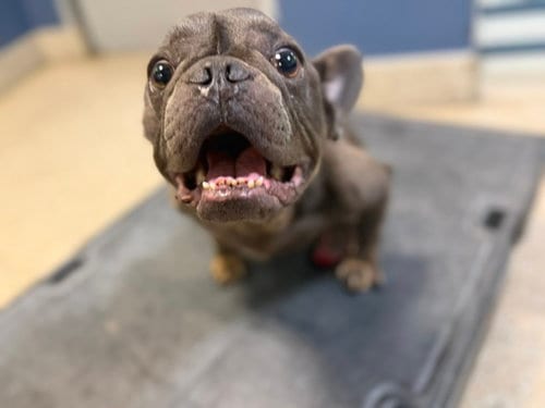 Photo of Stitch, adoptable French Bulldog in Miami, Florida