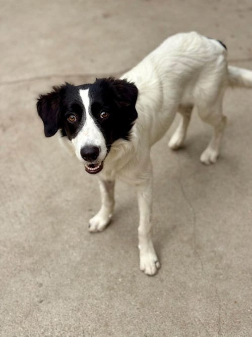 Photo of Sage, adoptable Border Collie in Paso Robles, California