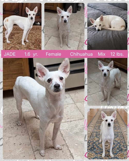 Photo of Jade, adoptable Chihuahua in Mesa, Arizona