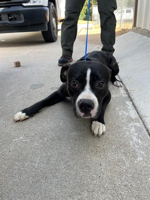 Photo of Onyx, adoptable Pit Bull Terrier in Killeen, Texas