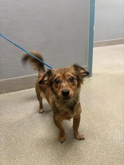 Photo of Annie Red, adoptable Dachshund in Las Vegas, Nevada