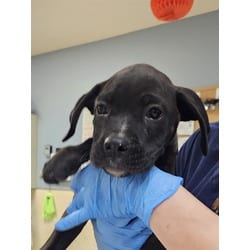 Photo of Stormie, adoptable Boxer in Jurupa Valley, California