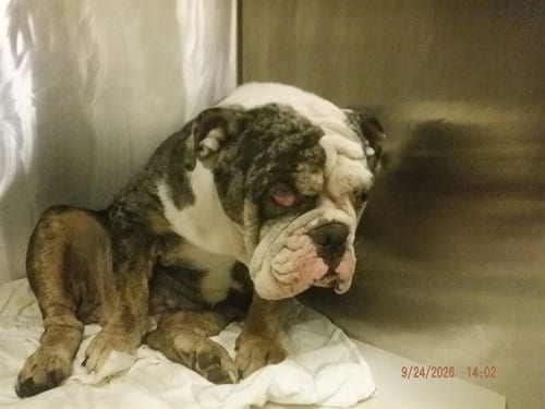 Photo of Sunflower, adoptable English Bulldog in Miami, Florida