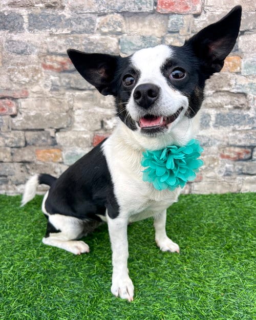 Photo of Evie, adoptable Rat Terrier in Corona, California