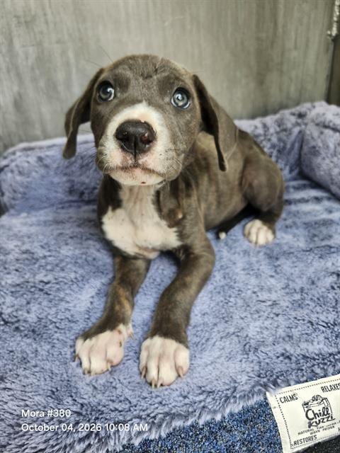 Photo of Camila, adoptable American Staffordshire Terrier in San Antonio, Texas