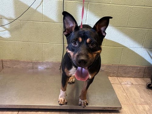 Photo of Rocky, adoptable Rottweiler in Grand Prairie, Texas