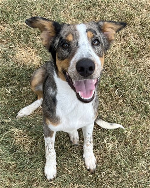 Photo of Kenny, adoptable Australian Kelpie in Killeen, Texas