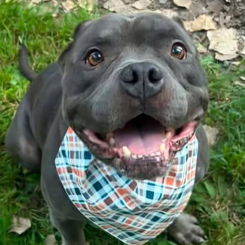 Photo of Blue, adoptable Unknown breed (short coat) in Normal, Illinois