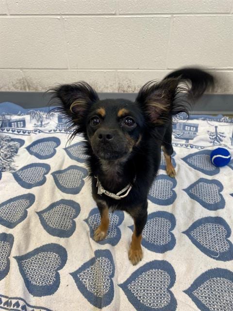 Photo of Strawberry, adoptable Chihuahua in Fort Wayne, Indiana