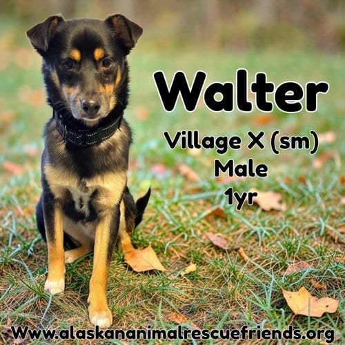 Photo of Walter, adoptable Border Collie in Anchorage, Alaska