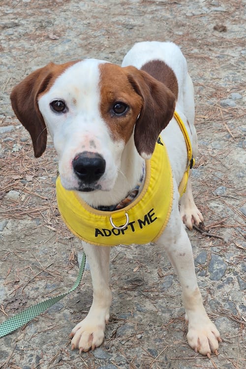 Photo of Kenny B, adoptable Springer Spaniel in Atlanta, Georgia