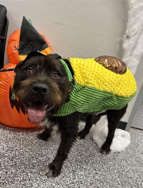 Photo of Kong, adoptable German Wirehaired Pointer and Staffordshire Bull Terrier in Rosenberg, Texas