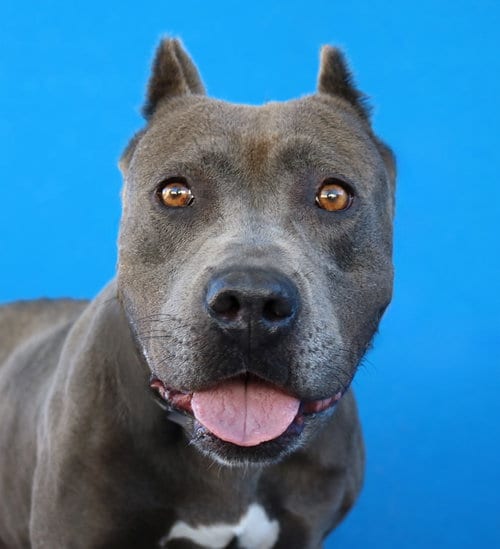 Photo of Azula, adoptable Pit Bull Terrier in Pasadena, California