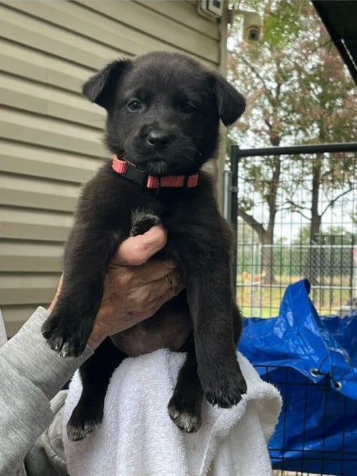 Photo of Cassie, adoptable Labrador Retriever in Willingboro, New Jersey