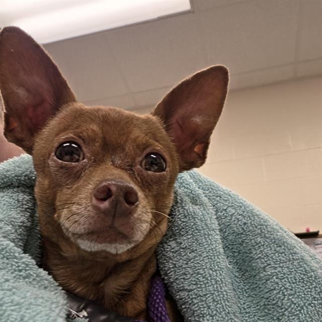 Photo of Chihuahua, adoptable Mixed Breed