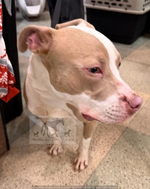 Photo of Cairo, adoptable Staff Terrier A in Chicago Ridge, Illinois