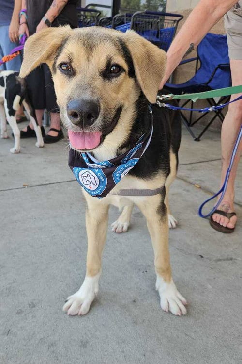 Photo of Dazzle, adoptable German Shepherd Dog in Silver Spring, Maryland