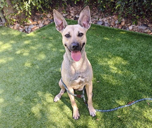 Photo of Lady, adoptable German Shepherd Dog in San Jose, California