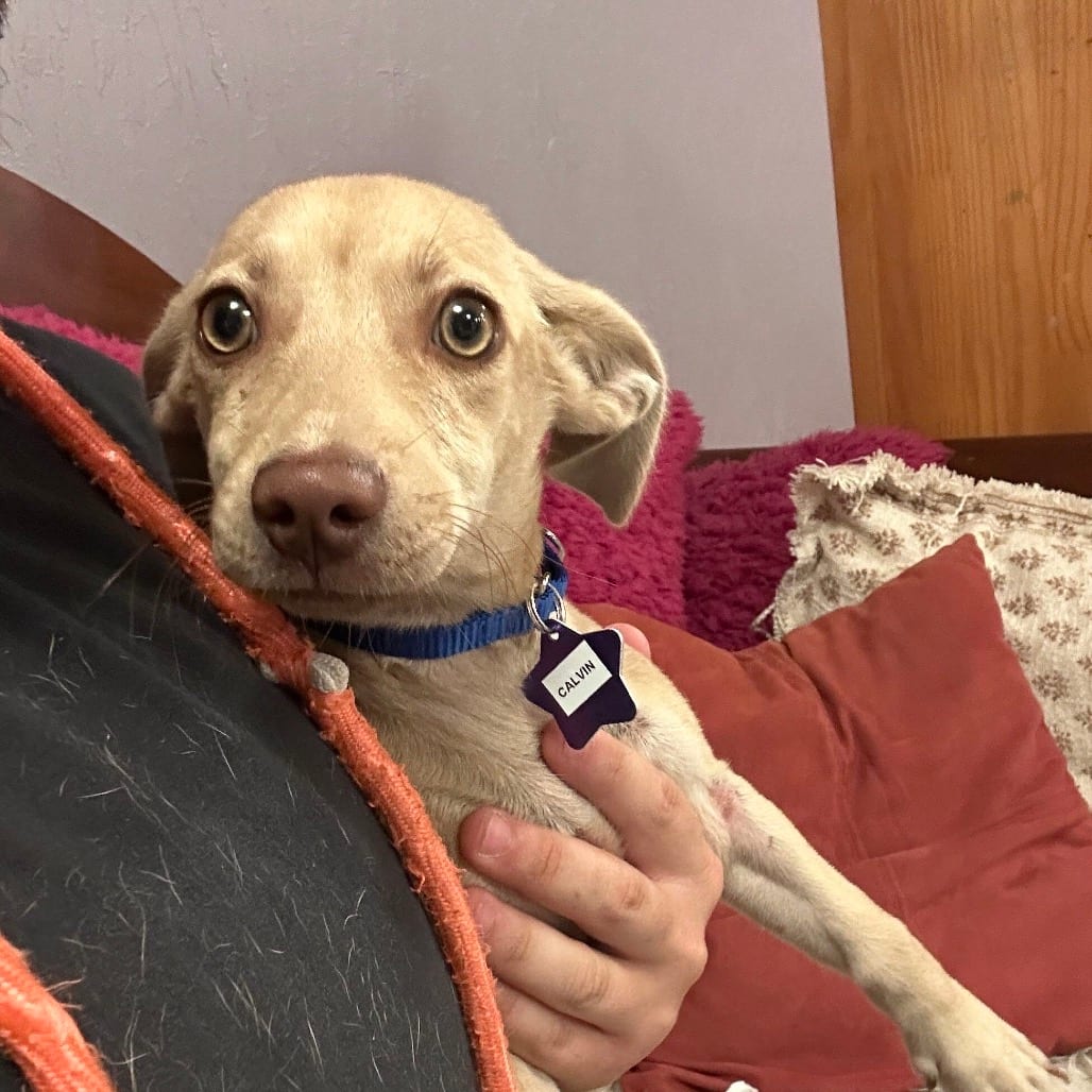 Photo of Calvin, adoptable Chihuahua / Mixed Breed (Small) in San Francisco, California