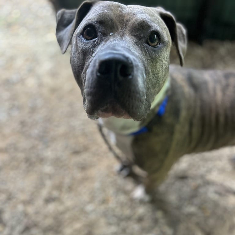 Photo of Brandi, adoptable Mixed Breed (Large)