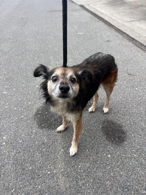 Photo of Pablo, adoptable Shetland Sheepdog Sheltie in Alameda, California