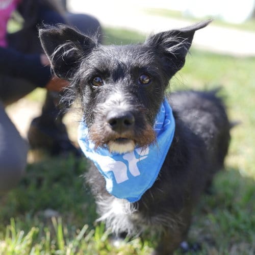 Photo of Louie, adoptable Terrier in San Antonio, Texas