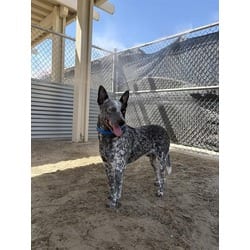 Photo of Zurg, adoptable Australian Cattle Dog in Jurupa Valley, California