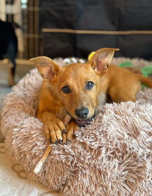 Photo of Kyndsi, adoptable Cattle Dog in Sandy, Utah
