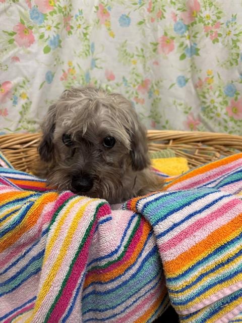 Photo of Flower, adoptable Shih Tzu in Rosenberg, Texas